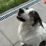 Pies do adopcji, Kraków, 25 stycznia 2026