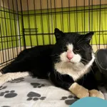 Znaleziono kota, Gdynia, 22 stycznia 2026