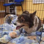 Sunia znaleziona w Pobiedziskach