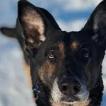 Znaleziono psa, Tatary, 18 grudnia 2025