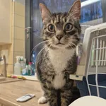 Znaleziono kota, Gdynia, 21 stycznia 2026