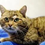 Znaleziono kota, Sosnowiec, 27 stycznia 2026