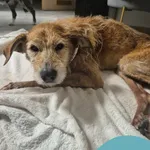 Znaleziono psa, Gdynia, 26 stycznia 2026