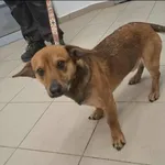 Znaleziono psa, Grudziądz, 29 stycznia 2026