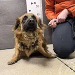 Przyjęty: 2026-01-29 Gmina: Radziechowy Wieprz Płeć: Pies Opis: mieszaniec, brązowe