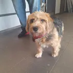 Znaleziono psa, Bydgoszcz, 27 stycznia 2026