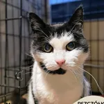 Kot do adopcji, Gdynia, 30 stycznia 2026