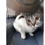 Znaleziono kota, Białystok, 30 listopada 2025