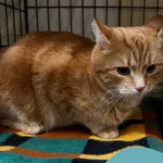 Znaleziono kota, Gdynia, 23 stycznia 2026