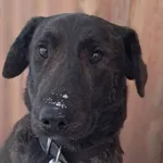 Znaleziono psa, Tatary, 7 stycznia 2026