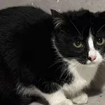 Znaleziono kota, Sosnowiec, 29 stycznia 2026