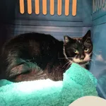 Znaleziono kota, Gdynia, 19 stycznia 2026