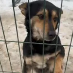 Pies do adopcji, Głowno, 30 stycznia 2026