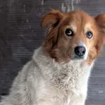 Pies do adopcji, Korabiewice, 30 stycznia 2026