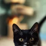 Kot do adopcji, Dłużyna Górna, 30 stycznia 2026