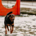 Luzik 616093903264582