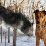 Znaleziono psa, Toruń, 11 grudnia 2025