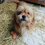 Czarek z Przytuliska w Wolsztynie szuka domu :) Psiak został znaleziony na terenie gminy Przemęt. W tamtejszym Przytulisku mieszkał około 2 tygodnie i dziś przyjechał do nas. Czarek to około 8-letni s