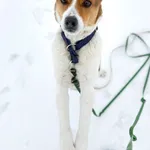 Pies do adopcji, Korabiewice, 30 stycznia 2026