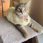 Zaginął kot, Łódź, 31 stycznia 2026