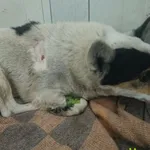 Znaleziono psa, Racławice, 26 stycznia 2026