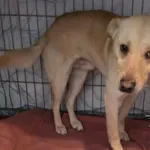 Znaleziono psa, Radom, 26 stycznia 2026