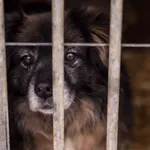 Pies do adopcji, Głowno, 31 stycznia 2026