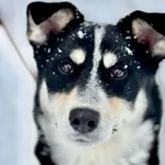 Pies do adopcji, Piła, 27 listopada 2025