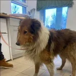 Znaleziono psa, Grudziądz, 31 stycznia 2026