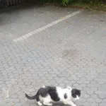 Znaleziono kota, Łódź, 31 stycznia 2026