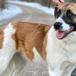 Pies do adopcji, Głowno, 1 lutego 2026