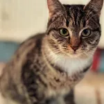 Kot do adopcji, Dłużyna Górna, 1 lutego 2026