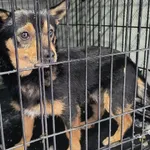 Znaleziono psa, Radom, 25 stycznia 2026