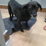 Znaleziono psa, Sosnowiec, 31 stycznia 2026