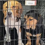 Znaleziono psa, Radom, 25 stycznia 2026