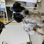 Znaleziono psa, Choszczno, 27 stycznia 2026