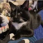 Zaginął kot, Łódź, 1 lutego 2026