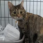 Znaleziono kota, Toruń, 30 stycznia 2026