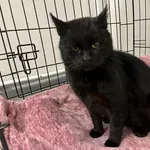 Kocurek poz. 26/048/K