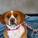 Pies do adopcji, Chełmek, 31 grudnia 2025