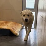 Pies do adopcji, Kraków, 18 stycznia 2026