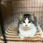 Kot do adopcji, Głowno, 2 lutego 2026