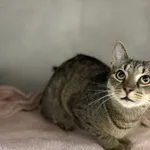 Kot do adopcji, Sosnowiec, 1 lutego 2026