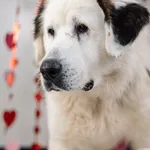 Pies do adopcji, Chełmek, 10 października 2025