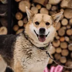 Pies do adopcji, Chełmek, 6 listopada 2025