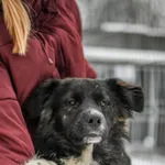 Pies do adopcji, Radom, 1 lutego 2026