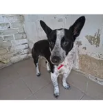 Znaleziono psa, Białystok, 1 lutego 2026