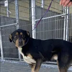 Znaleziono psa, Grudziądz, 1 lutego 2026