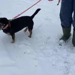 Pies do adopcji, Platerówka, 2 lutego 2026