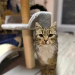 Kot do adopcji, Głowno, 2 lutego 2026